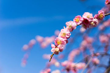 満開の梅の花
