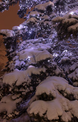 The lights are burning on the tree at night