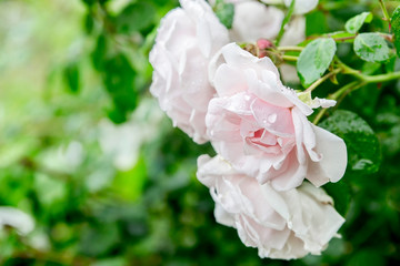 pink roses blooming in a garden with dew drops on it after rain
