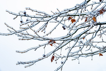 red leaf covered by ice