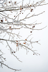 red leaf covered by ice