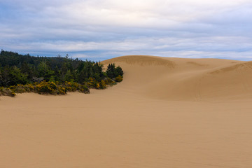 Fototapeta na wymiar Oregon Dunes National Recreation Area, USA