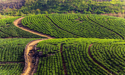 Tea estate in hill plantations