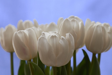 Bouqet of white tulips on blue background