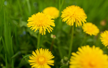Yellow dandelion flowers in the park