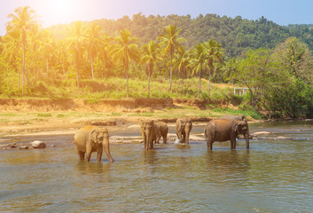 Elephant attraction river herd drink at a waterhole