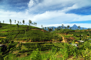 Fototapeta na wymiar mountain tea bushes plantation
