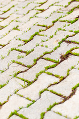 Green grass grows on paving slabs