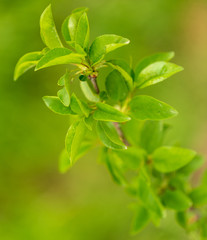 Young green leaves on a tree in spring