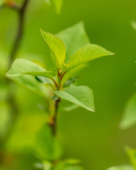 Young green leaves on a tree in spring