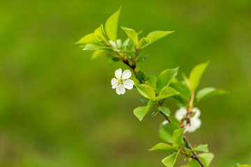 Flowers on the branches of cherry in spring