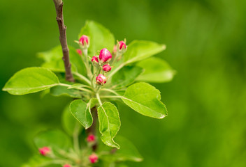 Flowers on the branches of apple trees in spring