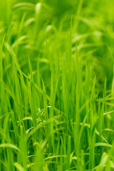 Fototapeta na wymiar Green grass on nature as background