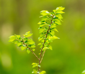 Young green leaves on a tree in spring