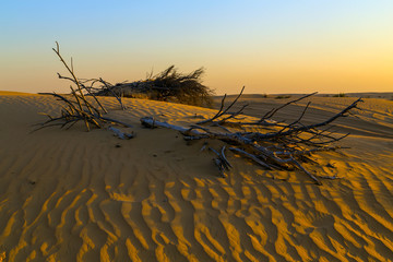 silhouettes tree dry sunset desert dune