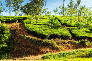 Fototapeta na wymiar mountain tea bushes plantation Ceylon, Sri Lanka