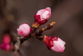 Red flowers on apricot branches in spring
