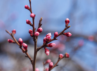 Red flowers on apricot branches in spring