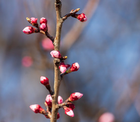 Red flowers on apricot branches in spring