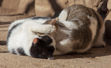 Two cats fighting in nature