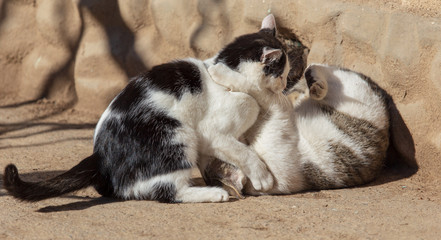 Naklejka na ściany i meble Two cats fighting in nature