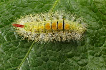 Hairy colorful caterpillar
