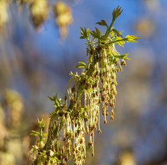Blooming on maple branches in spring