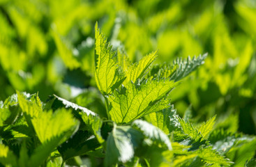 Green leaves on nettle in spring