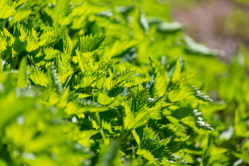 Green leaves on nettle in spring