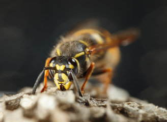 Wasp portrait