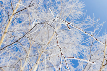 Frozen branches on a tree in the forest in winter