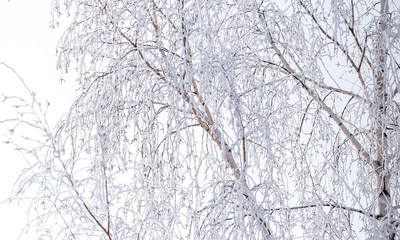 Frozen branches on a tree in the forest in winter