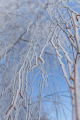 Frozen branches on a tree against a blue sky