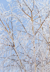 Frozen branches on a tree against a blue sky