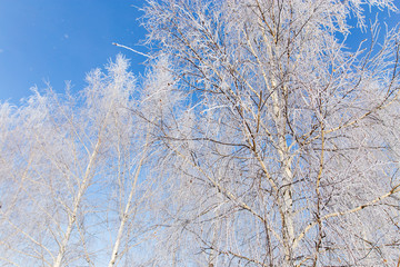 Frozen branches on a tree against a blue sky