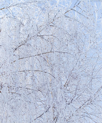 Frozen branches on a tree against a blue sky