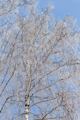 Fototapeta premium Frozen branches on a tree against a blue sky