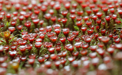 Rain drops on blooming moss
