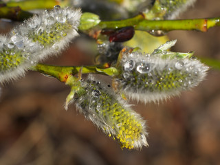Early spring flowering male catkins (pussy willow, grey willow, goat willow). Branches with Expanded buds for Easter decoration. Close-up of Willow twig as a spring symbol, outdoor.