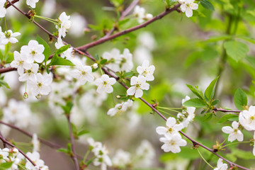 Flowers on the branches of cherry in spring