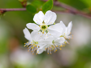 Flowers on the branches of cherry in spring