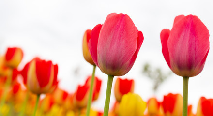 Multicolored tulips in the park as a background