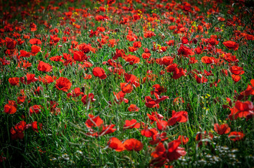 Champs de coquelicots