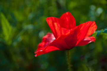 Obraz premium Coquelicot