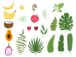 Vector set of tropical leaves, flowers and fruits