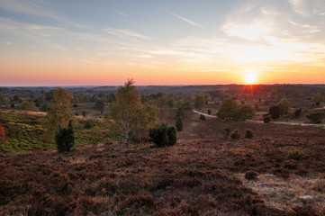 Landscape of Lueneburg Heath in sunlight, Germany