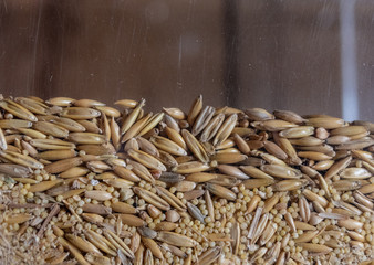 oat grain in a glass container.