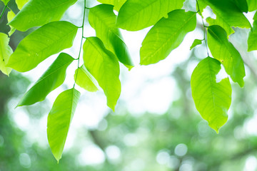 Green leaved background.