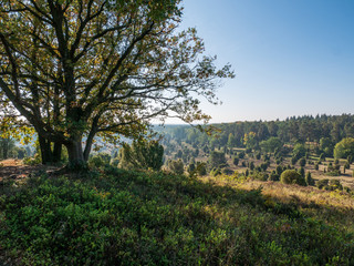 Landscape of Lueneburg Heath in sunlight, Germany