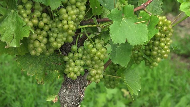 Bunch of grapes in vineyard, Kaiserstuhl, Southern Black Forest, Baden-Wurttemberg, Germany, Europe